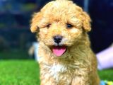 Toy Poodle Di̇şi̇ Mi̇ni̇ Boy
