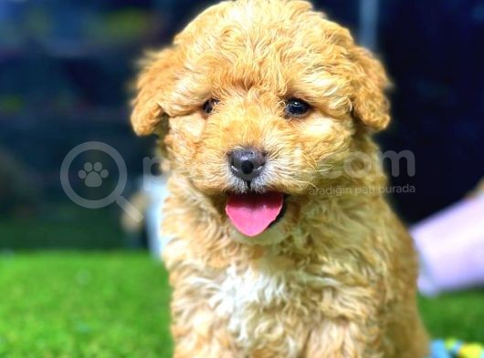 Toy Poodle Di̇şi̇ Mi̇ni̇ Boy görsel