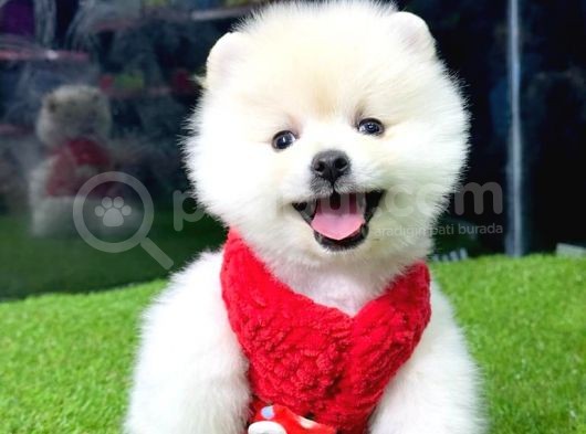 Kusursuz Karbeyaz Di̇şi̇ Pomerani̇an Boo