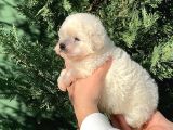 Malti̇po Teacup Erkek Karbeyaz