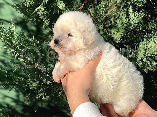 Malti̇po Teacup Erkek Karbeyaz görsel