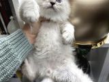 British Longhair Ns1133 yavrular