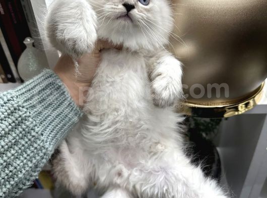 British Longhair Ns1133 Yavrular