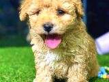 Toy Poodle Di̇şi̇ Mi̇ni̇ Boy
