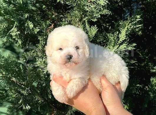 Malti̇po Teacup Erkek Karbeyaz görsel