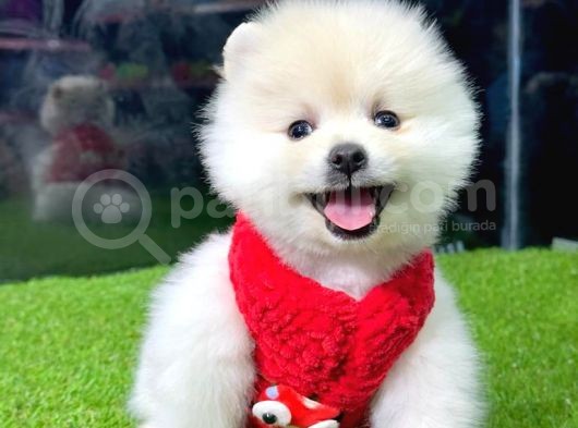 Kusursuz Karbeyaz Di̇şi̇ Pomerani̇an Boo görsel