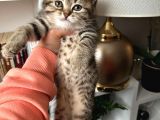 British Shorthair Black Golden Yavrular