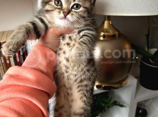 British Shorthair Black Golden Yavrular görsel