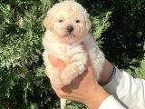 Toy Poodle Erkek