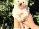 Toy Poodle Erkek