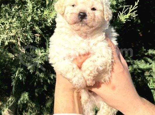 Toy Poodle Erkek görsel