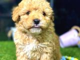 Toy Poodle Di̇şi̇ Mi̇ni̇ Boy