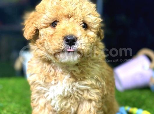 Toy Poodle Di̇şi̇ Mi̇ni̇ Boy görsel