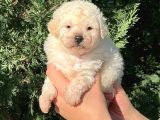 TOY POODLE ERKEK