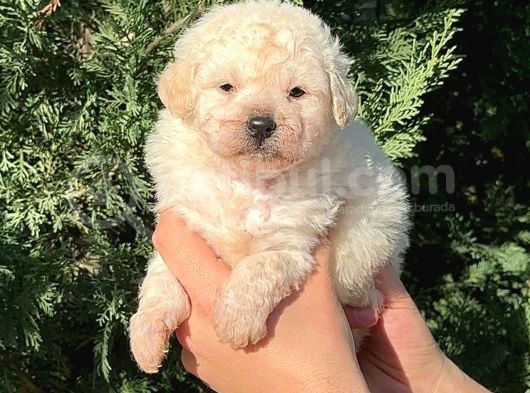Toy Poodle Erkek