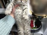 British Shorthair Black Golden Yavrular