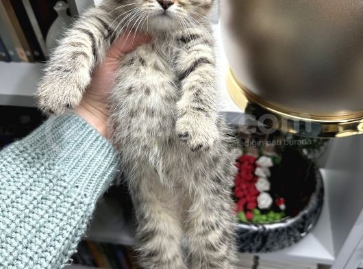British Shorthair Black Golden Yavrular görsel