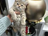British Shorthair Black Golden Yavrular