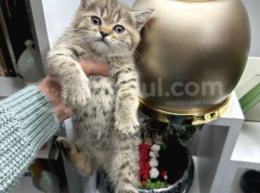 British Shorthair Black Golden Yavrular görsel