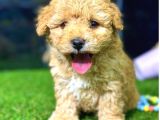 TOY POODLE DİŞİ MİNİ BOY