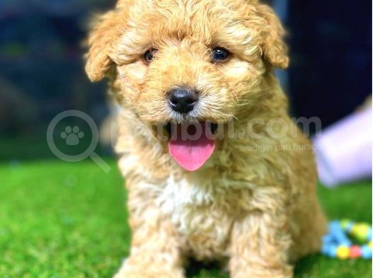 Toy Poodle Di̇şi̇ Mi̇ni̇ Boy