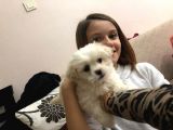 MALTESSE TERRİER  