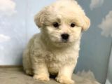 Safkan Orji̇nal Maltese Terri̇er 