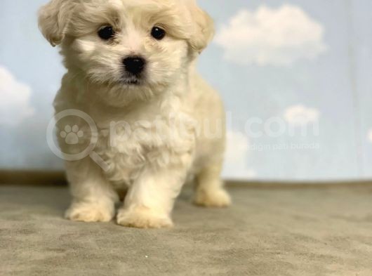 Safkan Orji̇nal Maltese Terri̇er  görsel