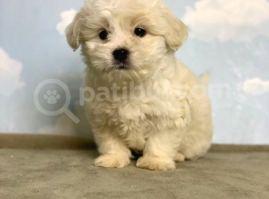 Safkan Orji̇nal Maltese Terri̇er  görsel