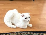 Dişi Scottish Fold Odd Eyes