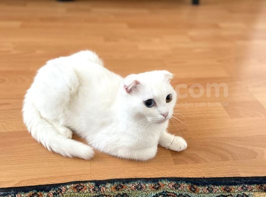 Dişi Scottish Fold Odd Eyes görsel