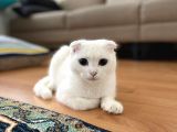 Dişi Scottish Fold Odd Eyes