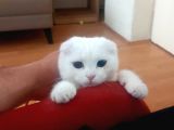 Dişi Scottish Fold Odd Eyes