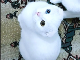 Dişi Scottish Fold Odd Eyes