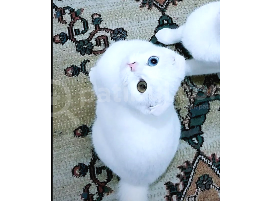 Dişi Scottish Fold Odd Eyes görsel