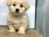 sAFKAN ORJİNAL MALTESE TERRİER 