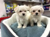 Emsali̇ Yok Bembeyaz Gerçek Irk Garanti̇li̇ Teacup Maltese Teri̇er