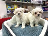 EMSALİ YOK BEMBEYAZ GERÇEK IRK GARANTİLİ TEACUP MALTESE TERİER