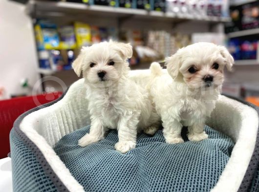 Emsali̇ Yok Bembeyaz Gerçek Irk Garanti̇li̇ Teacup Maltese Teri̇er