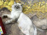 Sahibinden yetişkin kedi