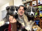 Orjinal Akita Yavruları