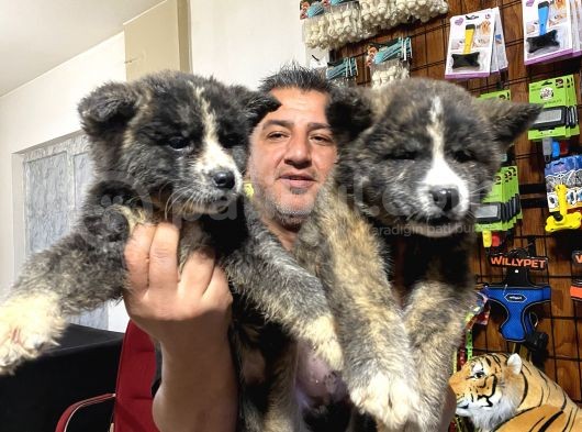 Orjinal Akita Yavruları görsel