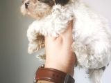 Orjinal shihtzu yavru