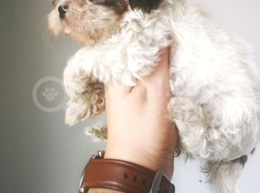 Orjinal Shihtzu Yavru