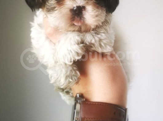 Orjinal Shihtzu Yavru görsel