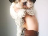 Orjinal Shihtzu Yavru