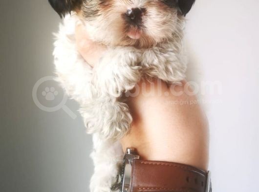 Orjinal Shihtzu Yavru görsel