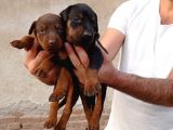 Doberman asalettir