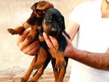 Doberman Asalettir