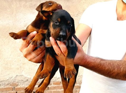 Doberman Asalettir görsel